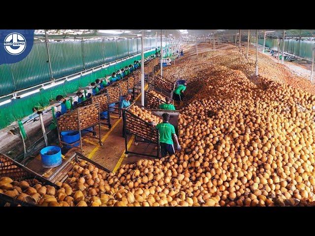 Harvesting Millions Of Tons Of COCONUTS To Produce Coconut Oil, Coir, Peat Blocks, Charcoal