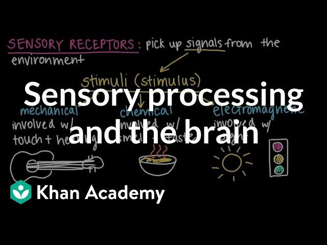 Sensory processing and the brain | Cells and organisms | Middle school biology | Khan Academy