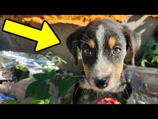 The Heartwarming Rescue of a Stray Puppy in Need