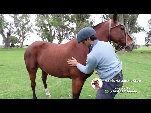 Caballo colorado de trabajo de Libres $650.000 LOSEQUINOS.COM