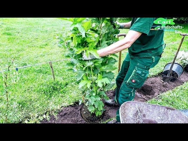 HOW TO PLANT A HEDGE | FLOWERS+FREE-GROWING+LOW MAINTENANCE | LAY OUT GARDEN PLANTS BACKYARD PRIVACY