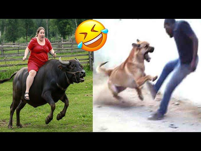 Crazy Funniest Videos Ever In The World | Try Not To Laugh Challenge | Laugh Till You Cry Vol 48