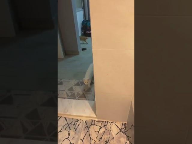 exercises with the cat