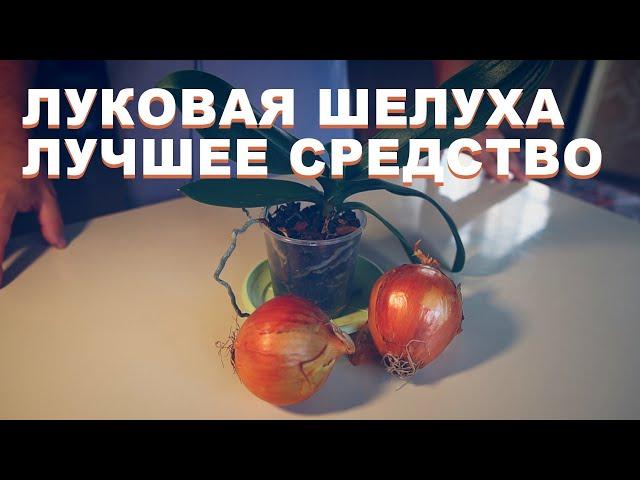 Луковая шелуха как лучшее удобрение для орхидей своими руками. Орхидеи скажут спасибо.