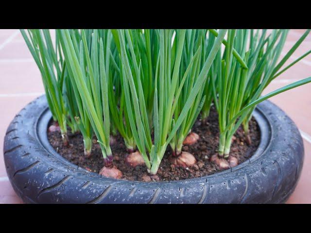 FULL TIME: How to Grow Onion Tips Gardening Hacks Vegetables Balcony and Rooftops