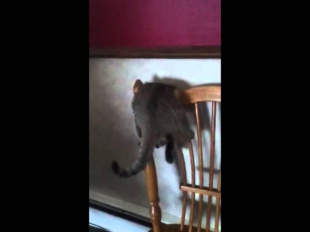 I have a special cat!