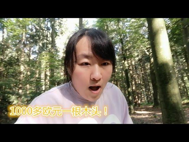 德国大玮带全家进森林Spaziergang im Wald采蘑菇偶遇盘丝洞