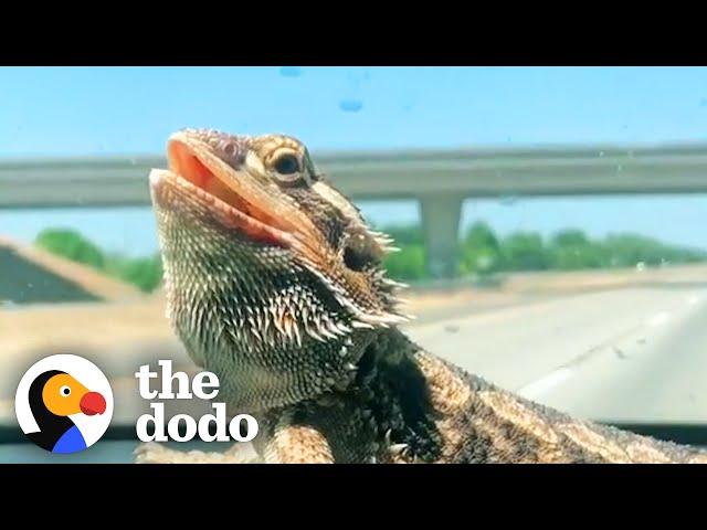 Bearded Dragon Comes Running When His Mom Calls Him | The Dodo Soulmates