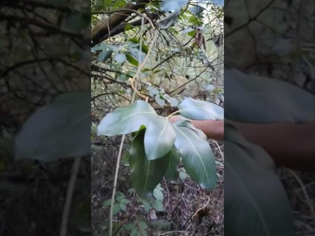 Tree Unit Study Starter - What Tree is That?