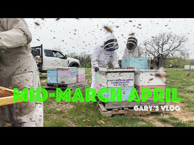 Commercial Beekeeping in Texas mid March through April update Digging out of a hole Time to Deliver