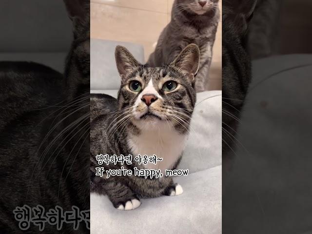 행복한 고양이️ #cat #고양이 #뚱냥이 #cutecat