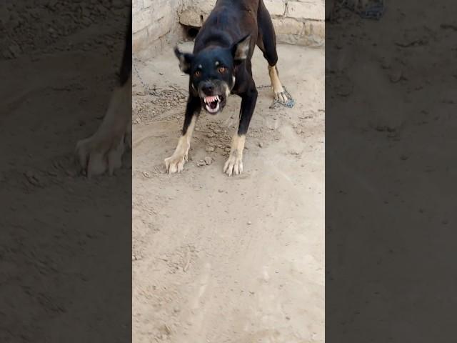 Scary Black Dog Growling & Barking | Real Aggressive Dog Sound | Terrifying Dog Reaction