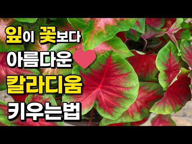 매혹적인 실내식물 끝판왕! 신품종 칼라디움 12가지