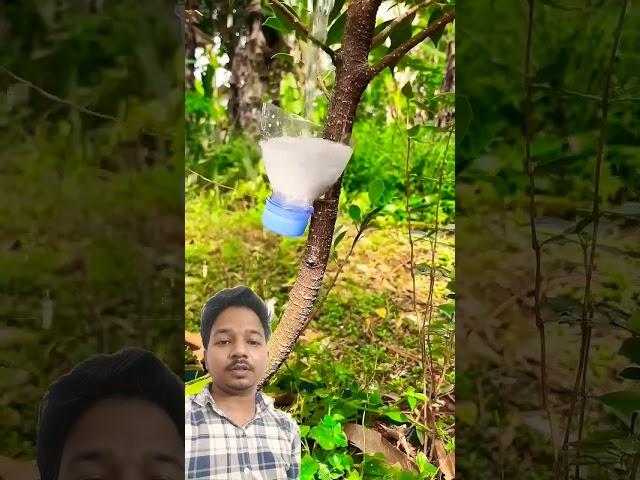 Plant Growing Hack #satisfying #prajapati #bonsai #farming #tech #nature #growing #growth