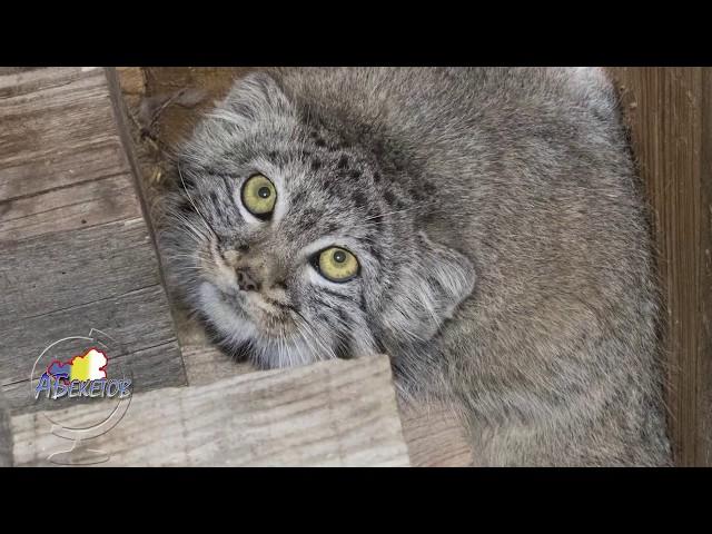 Кот Манул забрёл в жилище к людям