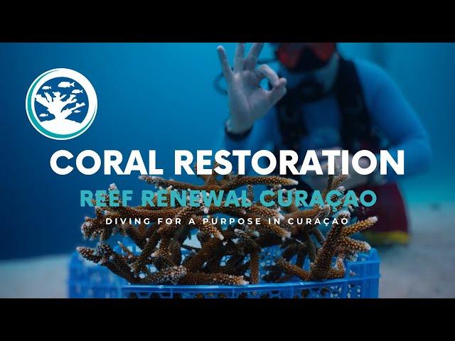 The PADI Coral Restoration Specialty Course with Reef Renewal Curaçao: Dive for a Purpose