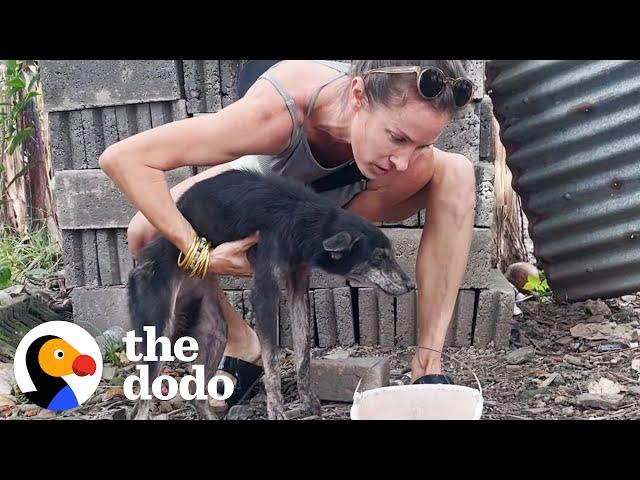 Dog Tied To Fence Her Whole Life LOVES To Run On The Beach | The Dodo