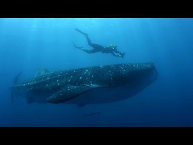 How do you become a marine biologist? | BBC Earth Explore