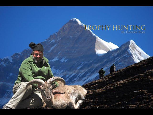 Blue sheep Trophy Hunting in Nepal