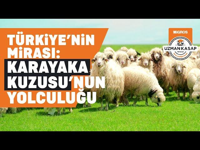 Türkiye'nin Mirası: Karayaka Kuzusu'nun Yolculuğu