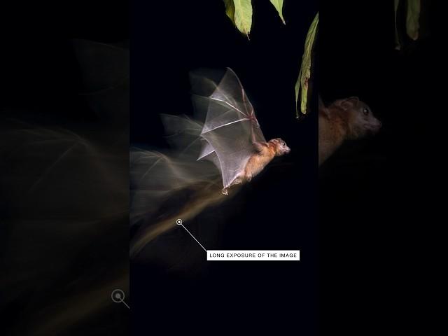 this bat photo took way too long... 