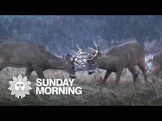 Nature: White-tailed deer in New York State