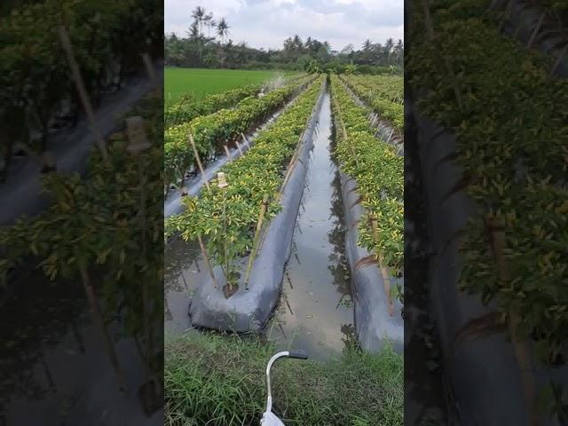 1000 pohon 1 kintal sekali petik, varitas ori 212