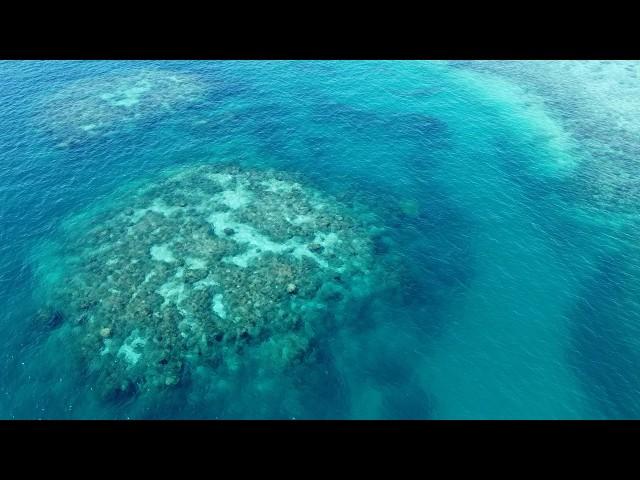 Buying time: can science save the Great Barrier Reef?