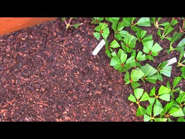 How to Propagate Rhododendrons with a Nearing Frame; Taking Cuttings in the Hoop House