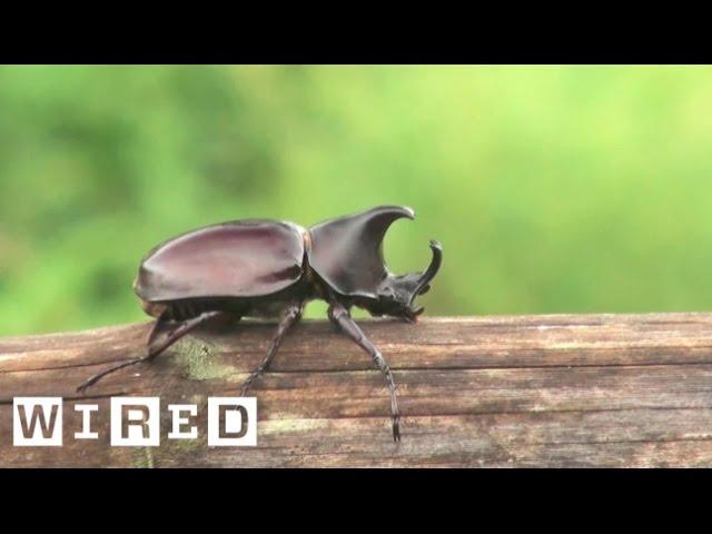 The Biggest Bro of the Insect Kingdom: The Rhino Beetle | WIRED