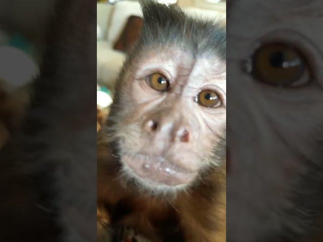 Monkey Vibes