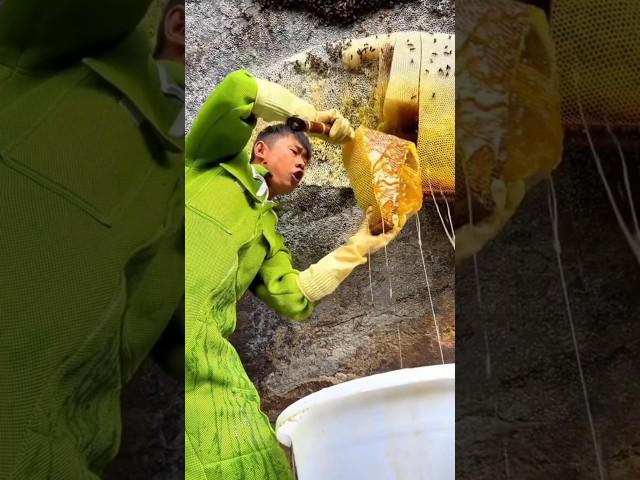 Why Do Chinese People Catch Bees?