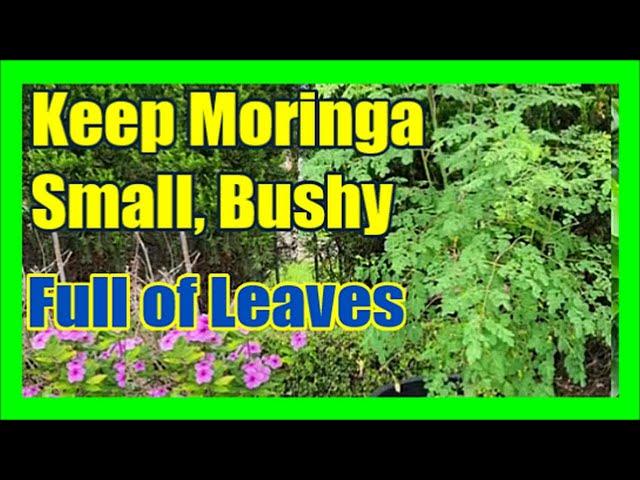 How To Keep Moringa Tree Small: How To Prune Moringa Tree To Keep Full of Leaves