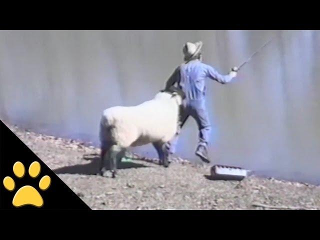 Sheep - 1, Fisherman - 0