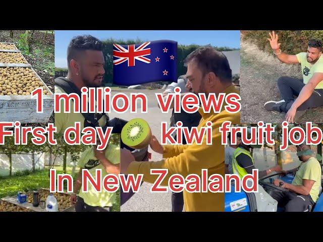 First day of work in New Zealand  || kiwifruit picking  || kabaddi player