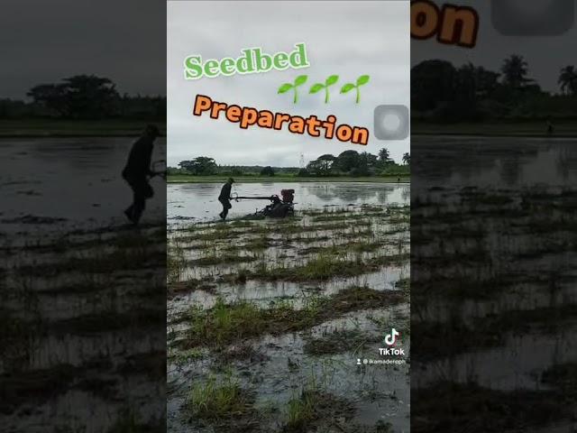 Seedbed Preparation