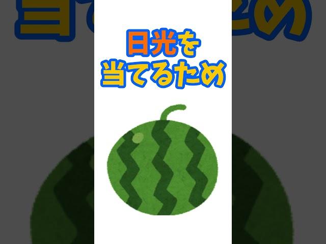 【面白い雑学】スイカの縞模様の雑学【豆知識】 #shorts #面白雑学と豆知識のパラダイス #スイカ