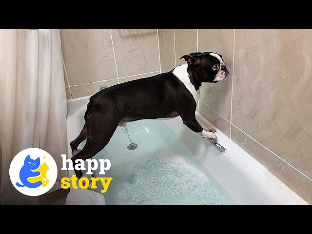  Toby the Boston Terrier: Hilarious Social Media Star | HAPP