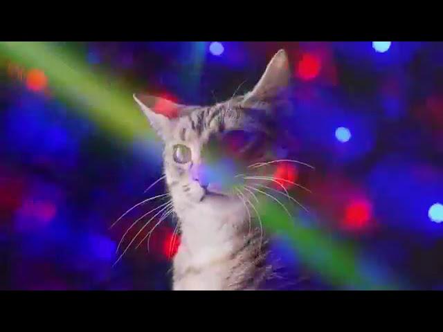 10ЧАСОВ  #ДИСКОТЕКА КОШЕК#  Meow Mix song