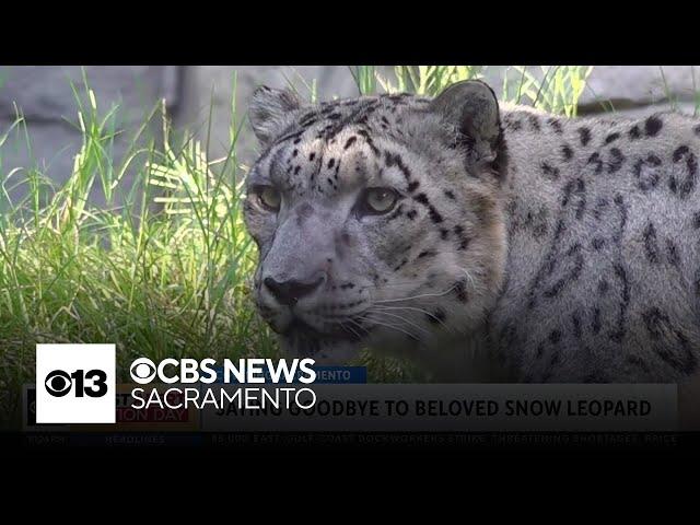 Sacramento Zoo to say goodbye to beloved snow leopard