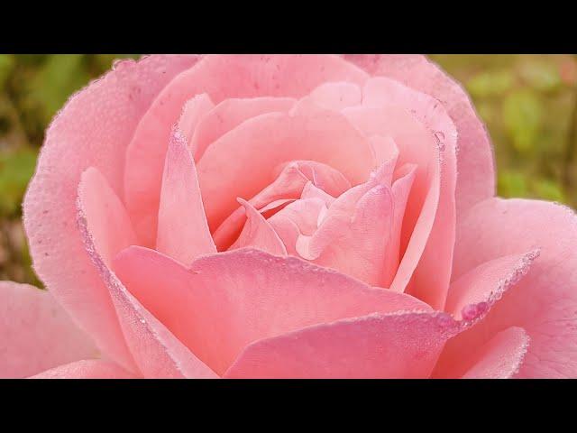 Stunning Roses in Full Bloom : A Visual Journey of Beauty