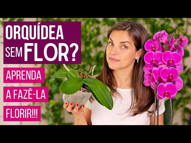 ORQUÍDEA SEM FLOR? 03 DICAS FÁCEIS para FAZER sua ORQUÍDEA FLORIR 