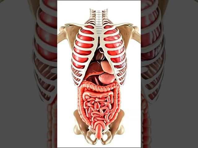 Human Internal Organs 3D Animation - Discover the Wonders of the Human Body #shorts #ad