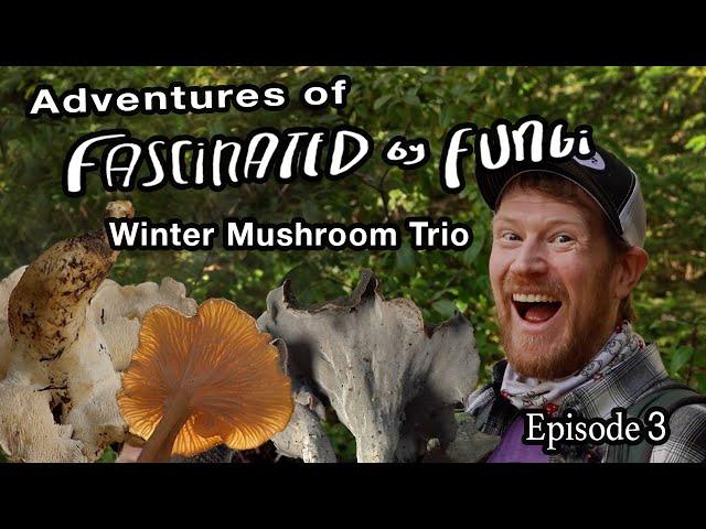 Adventures of Fascinated By Fungi: Foraging for the Edible Winter Mushroom Trio on the Sonoma Coast