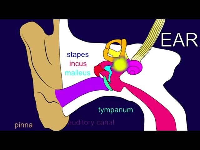 AUDITORY OSSICLES