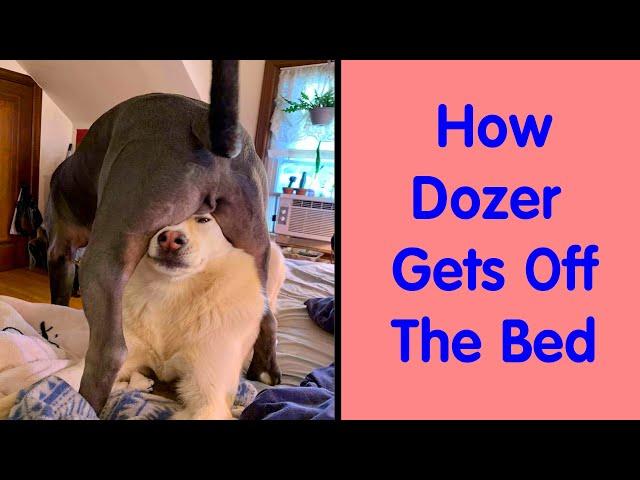 Hilarious Pets Who Don’t Quite Understand The Concept Of Boundaries - Funny Animal