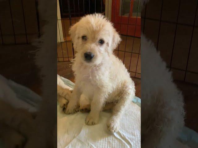 See our Labradoodle puppies being adorable!