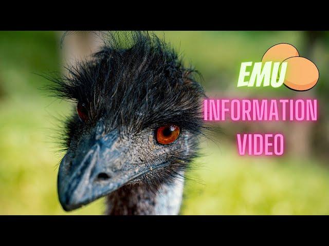 Emu information video [Description & Relationship with humans]