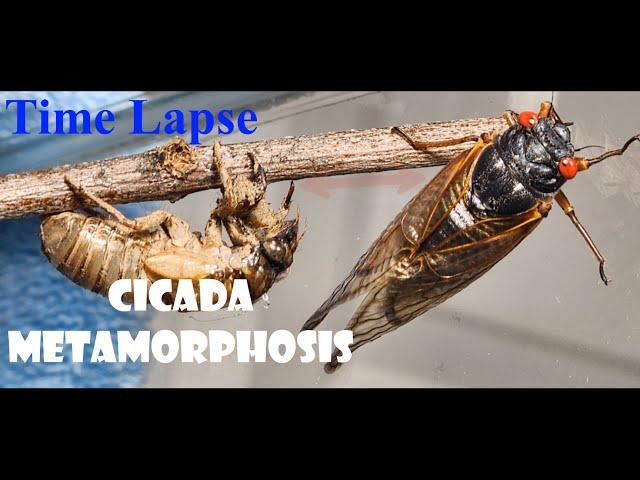 Cicada Metamorphosis Time Lapse