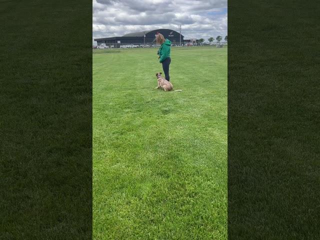 Jango had his first off leash experience today! #australiancattledog #dogtraining #minnesota